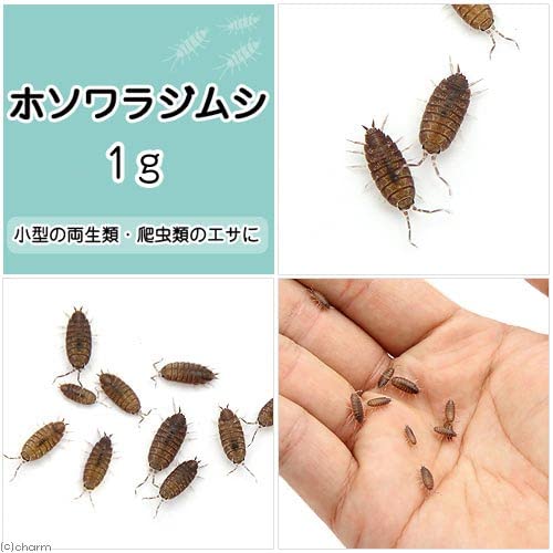 Amazon | （生餌）ホソワラジムシ 1グラム（約50匹） 爬虫類 大型魚